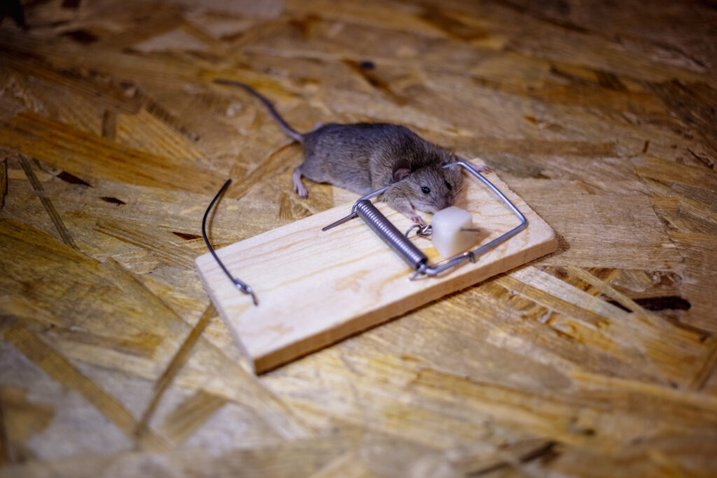 The Dangers of DIY Rat Removal include risk of disease, bites and scratches, dead rats in your home, incomplete removal, and possibly damage to your home. | Elite Wildlife Services
