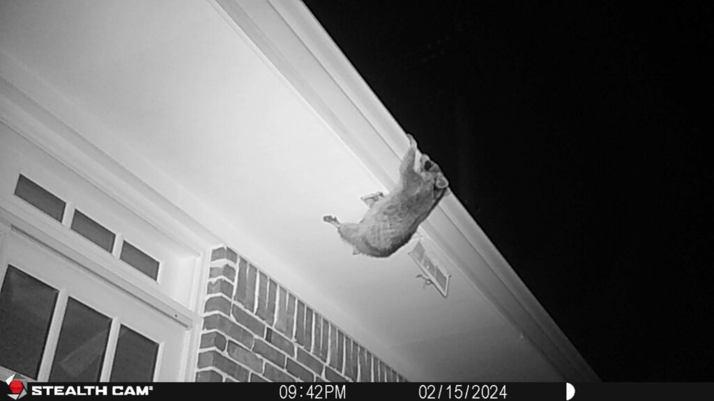 Raccoon on Roof of Houston Home - Elite Wildlife Services
