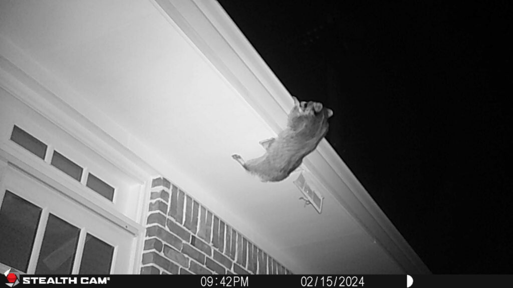 Raccoon climbing on Roof of Houston Home - Elite Wildlife Services