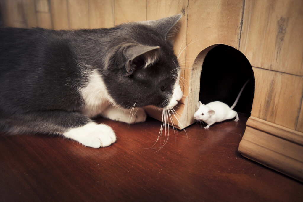 Are Household Pets Effective at Rat Control - Elite Wildlife Services