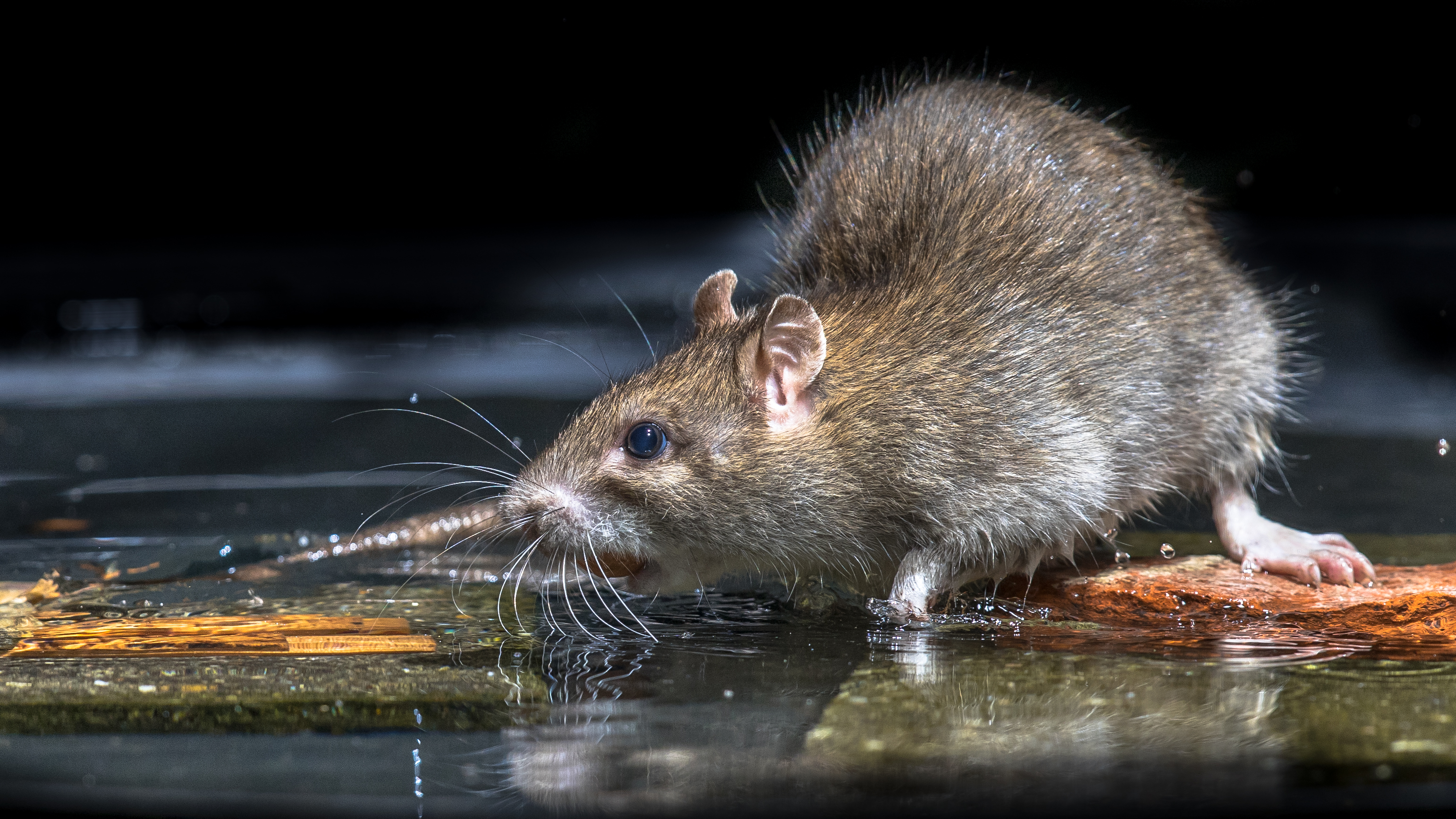 What Keeps Rats Away Permanently? - Elite Wildlife Services