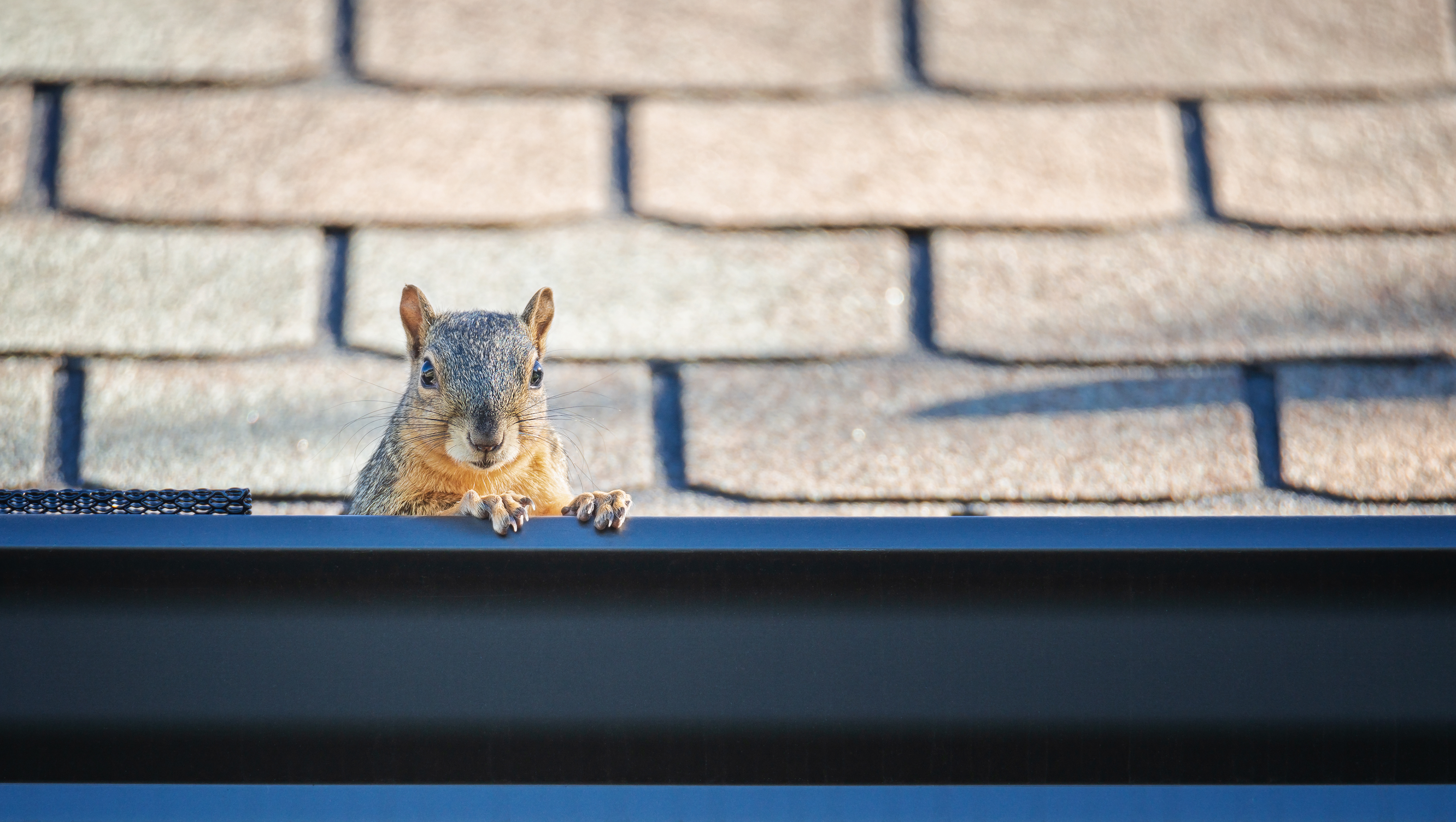 3 Steps You Can Take to Keep Squirrels Out of Your Attic - Houston Squirrel Removal - Elite Wildlife Services