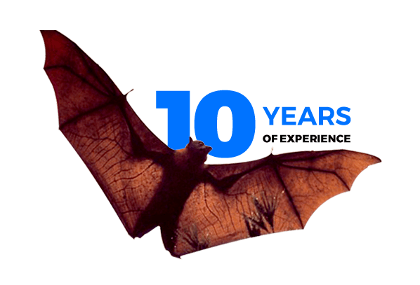 Over 10 Years of experience in Bat Removal Services - Elite Wildlife Services