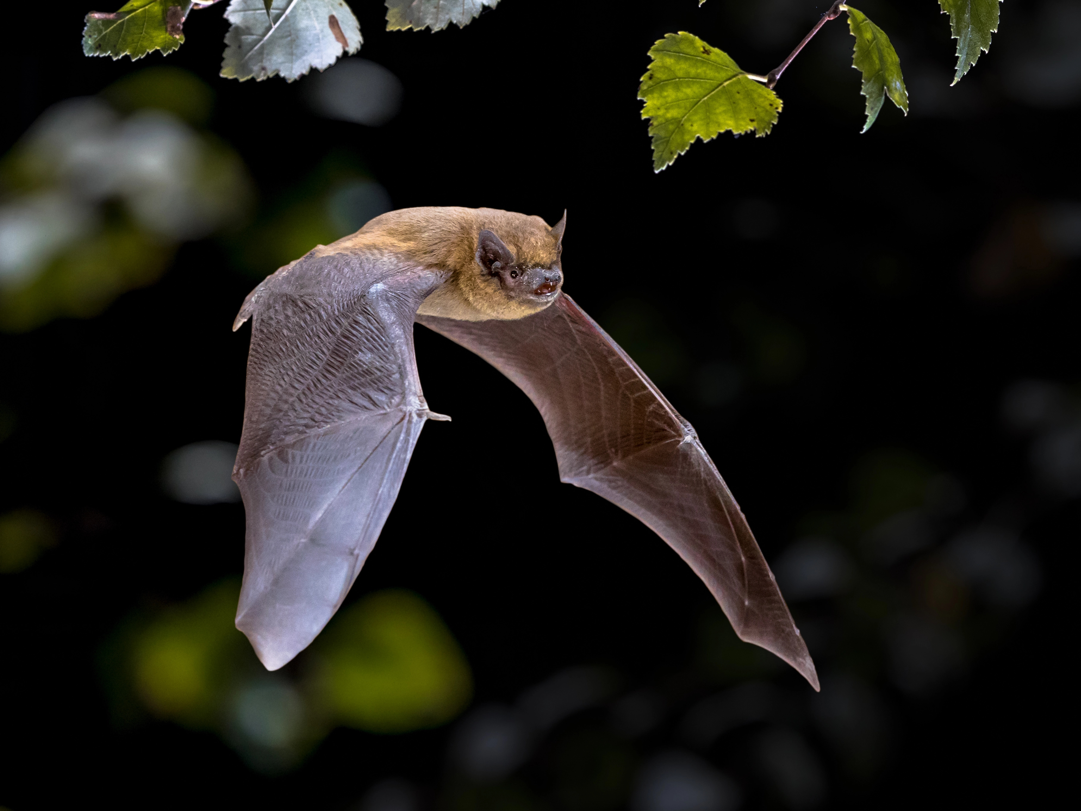 Frequently Asked Questions About Bat Removal | Elite Wildlife Services in Houston, Texas