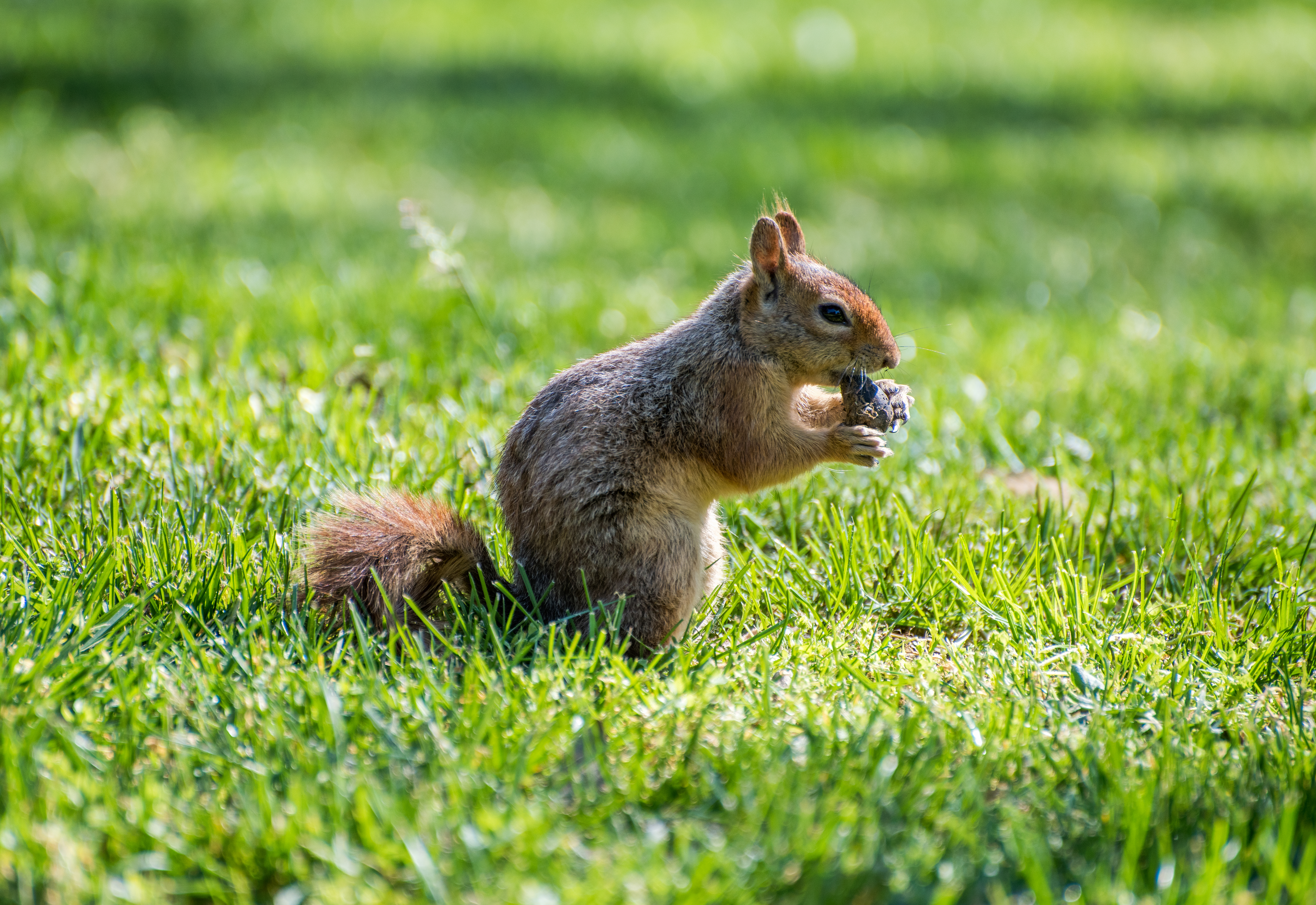 4 Facts About Houston Squirrels | Elite WIldlife | Houston, TX