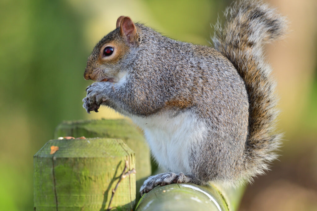 Does Squirrel Control Harm Squirrels? | Elite Wildlife | Houston