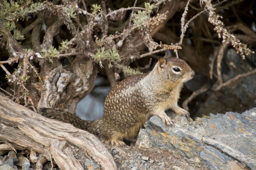 Does Squirrel Control Harm Squirrels