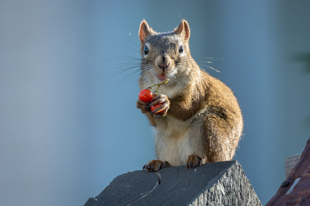 The Three Biggest Squirrel Mistakes Houston Residents Make