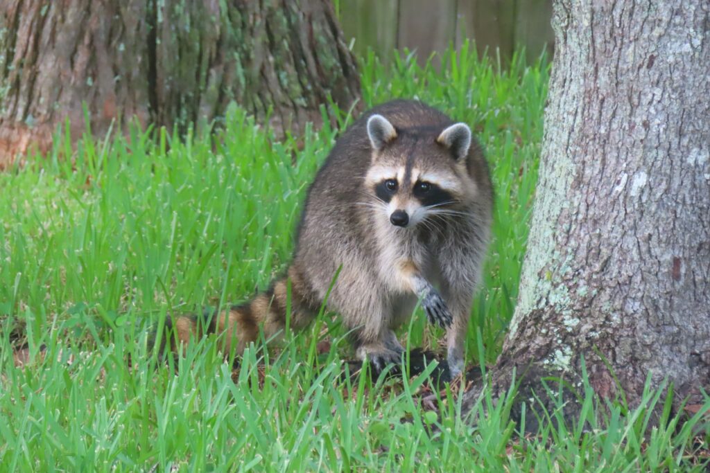 How Much Does Raccoon Damage Cost | Houston, TX