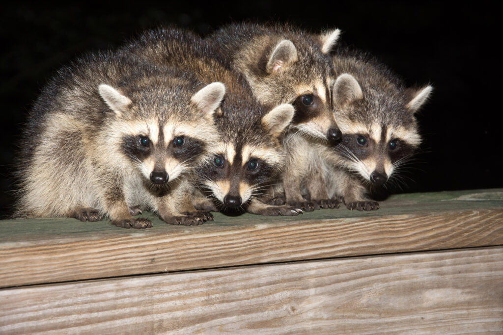 PSA: Don't Feed the Raccoons | Elite Wildlife Services | Houston