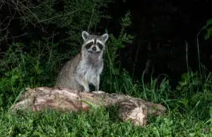 What do raccoons do all night long, and why does it matter? Find out how the nocturnal activities of a raccoon colony can have a direct impact on your home.