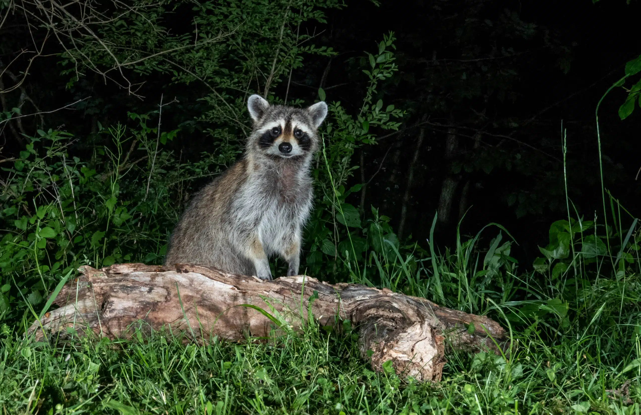 What do raccoons do all night long, and why does it matter? Find out how the nocturnal activities of a raccoon colony can have a direct impact on your home.