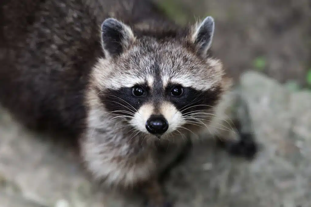 Why Raccoons Have a Mask | Elite Wildlife Services