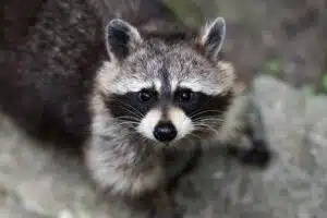 Why Raccoons Have a Mask | Elite Wildlife Services