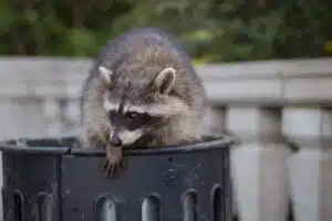 Elite Wildlife Services in Houston, TX shares steps you can take to avoid attracting raccoons to your yard and attic.
