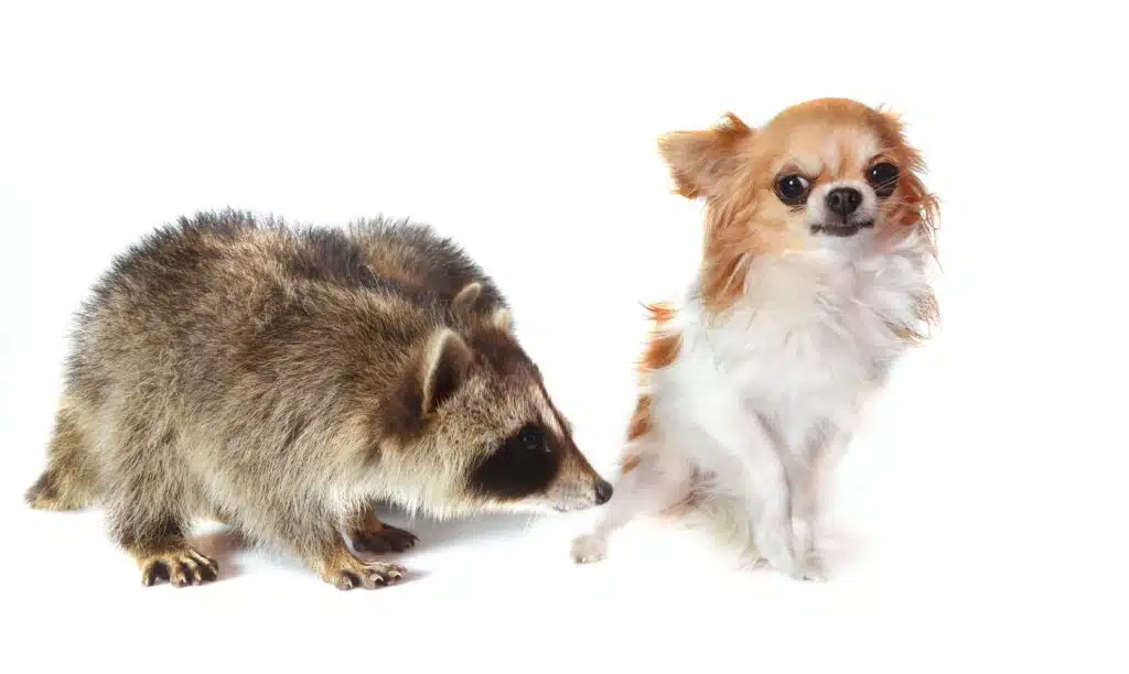 How to Protect Your Pets from Raccoons | EWS | Houston, TX