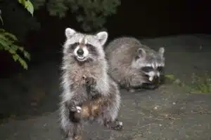 The Tale of the Meth Head Raccoon