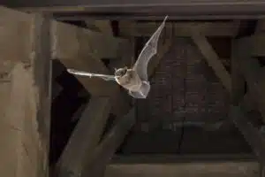 Why Relocation, Not Extermination, is the Only Solution for Bats