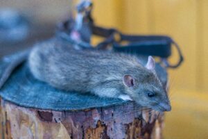Professional Rat Control Services: What to Expect | Elite Wildlife Services