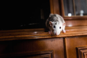 DIY vs. Professional Rat Control in Houston | Elite Wildlife Services
