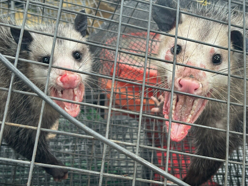 Photo from customer review