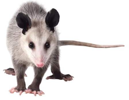 Opossum