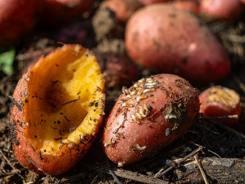 Signs of a Mouse Infestation