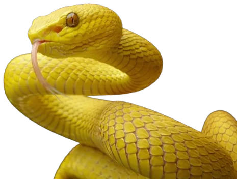 Snake Removal in Houston