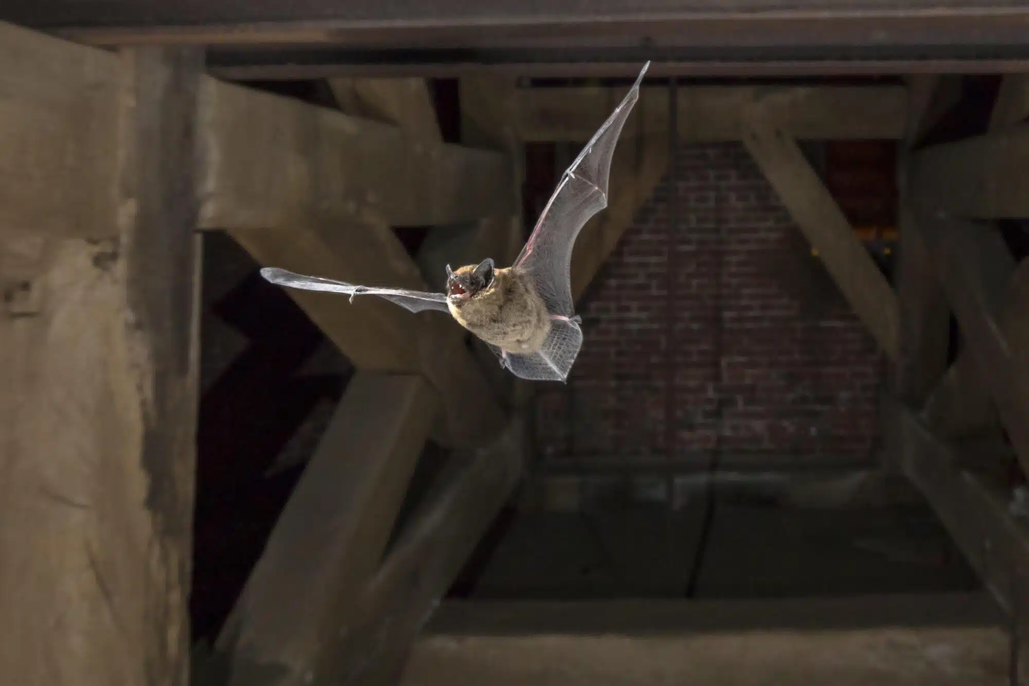 Bat Colony Encounter in Houston Attic