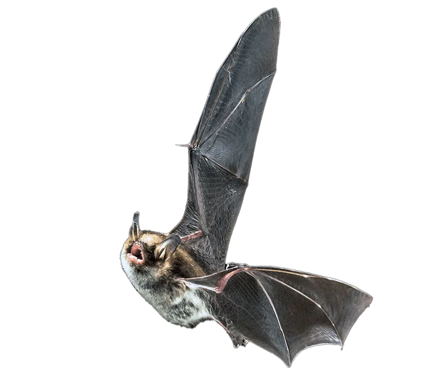Removing Bat Guano from the attic