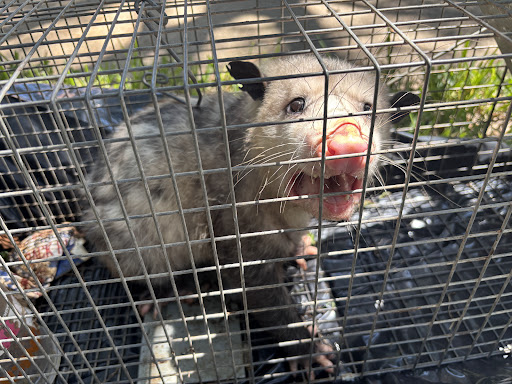 Photo from customer review