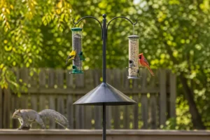 Can't Give Up Your Bird Feeder Do This Instead