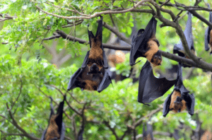 bat removal