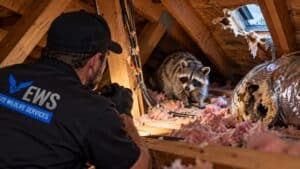 Raccoon inside a damaged Houston attic with torn insulation and ductwork during a professional wildlife inspection
