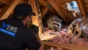 Raccoon inside a damaged Houston attic with torn insulation and ductwork during a professional wildlife inspection